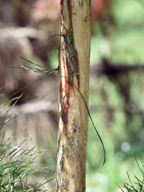 The deer have eaten away the bark at the base of the trees. PHOTO: PETER MCINTOSH
