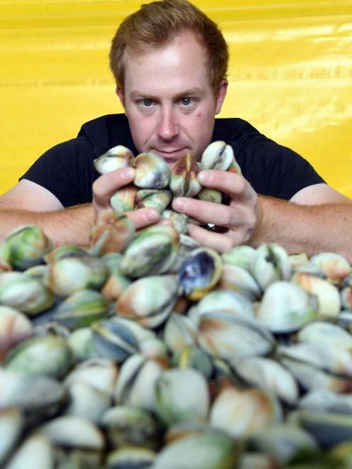 Southern Clams Ltd harvester Patrick Jones inspects cockles freshly harvested yesterday. PHOTO:...