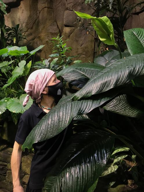 Gardener Danielle Lomas is dwarfed by a giant peace lily (Spathiphyllum wallisii).