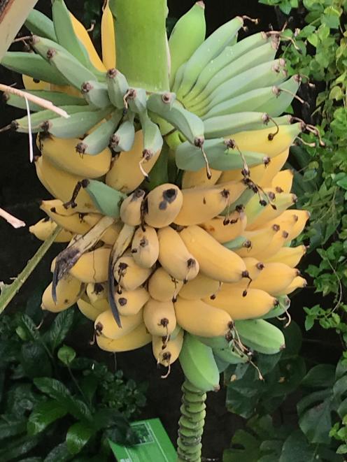 A hand of bananas in the butterfly garden.