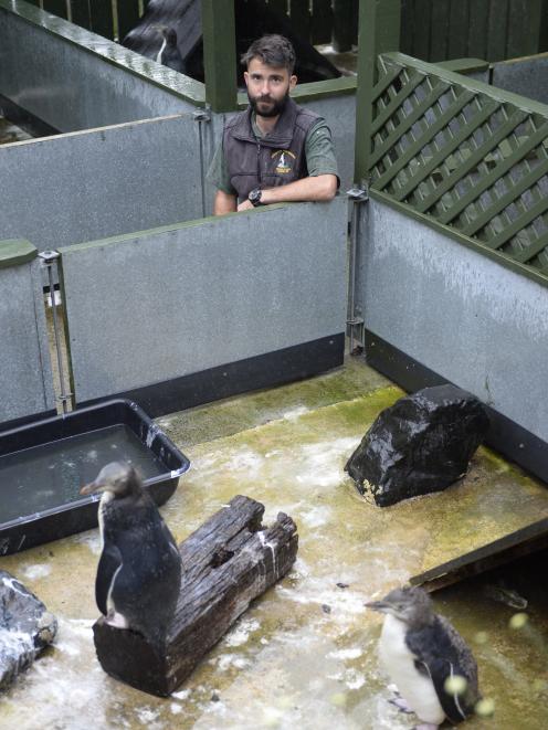 Rehabilitation manager Jason Van Zanten keeps an eye on two yellow-eyed penguins (hoiho) at...