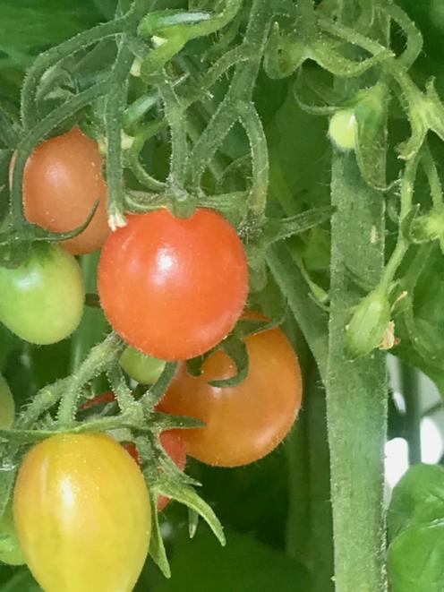 You can trick your tomatoes into ripening faster. PHOTO: ODT FILES