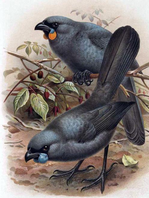J. G. Keulemans’ depictions of North and South Island Kokako, in W.L. Buller’s A History of the...