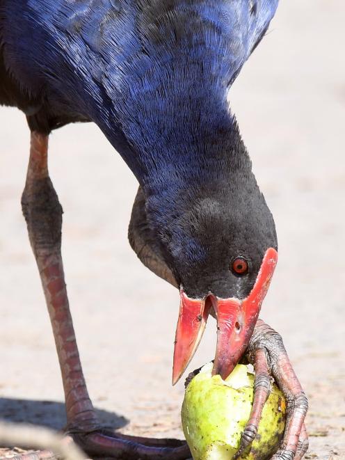 This year has proven to be a bumper one at the landfill for pukekos, which have adapted well to...