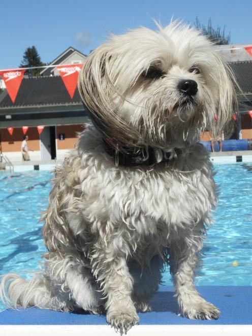 Bichon-shih tzu Bella (9) observes the festivities from the diving blocks.