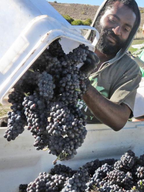 RSE worker Rowel Saul adds pinot noir grapes to a bin on Bald Hills Vineyard in Bannockburn...