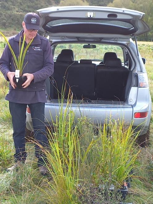 North Otago nurseryman Trevor Lee shows native plant varieties that are suitable for riparian...
