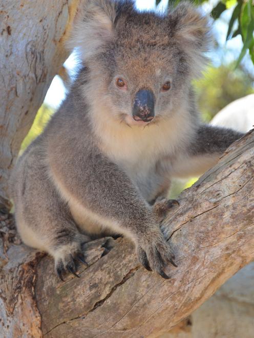 Kangaroo Island is a great place to spot koalas in the wild.