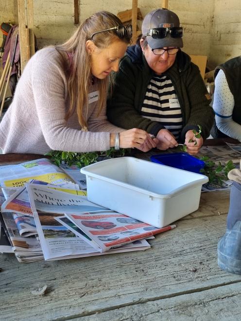 Attending a propagation workshop are Charlotte Dykes (Mid Taieri Catchment Group) and Janette...