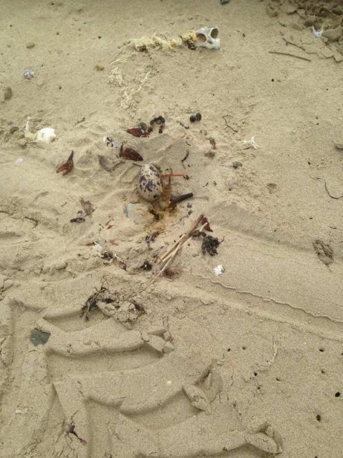 An oystercatcher nest appears to have been run over by a vehicle at Owaka Heads recently.