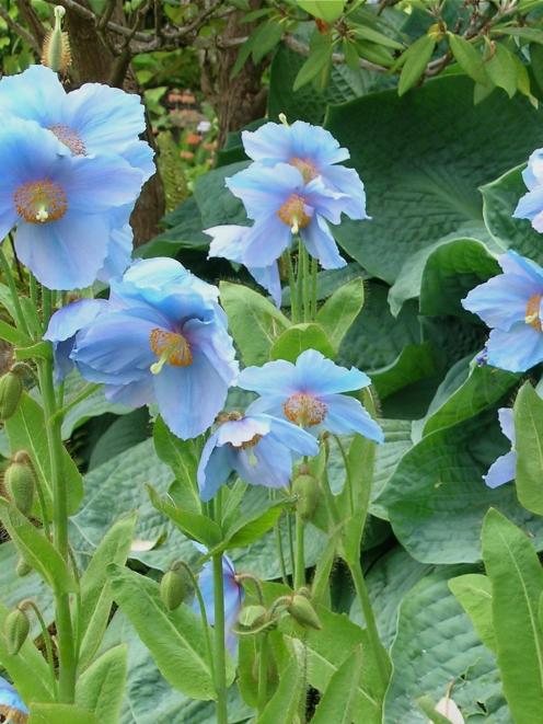 Blue Himalayan poppies (Meconopsis grandis) thrive in a moist, shady spot.