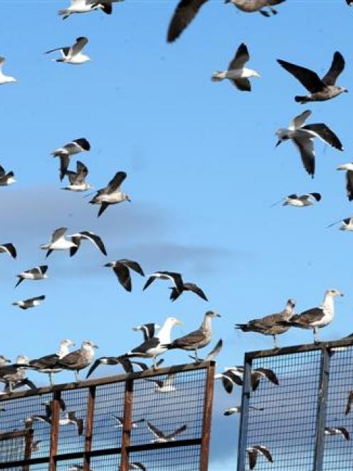 Seagulls at the Green Island landfill. Photo by Stephen Jaquiery.