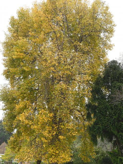 Liriodendron tulipifera in the Dunedin Botanic Garden. PHOTO: LINDA ROBERTSON