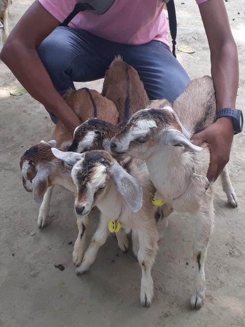 Some of the goats. PHOTO: SUPPLIED