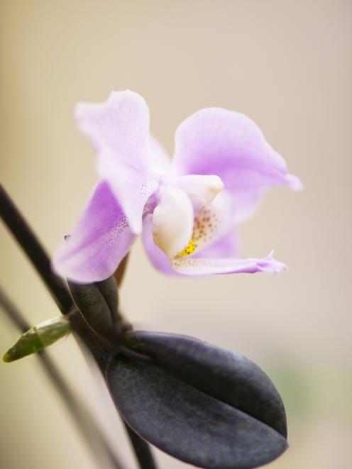 Flowering keiki on pink phalaenopsis orchid. 