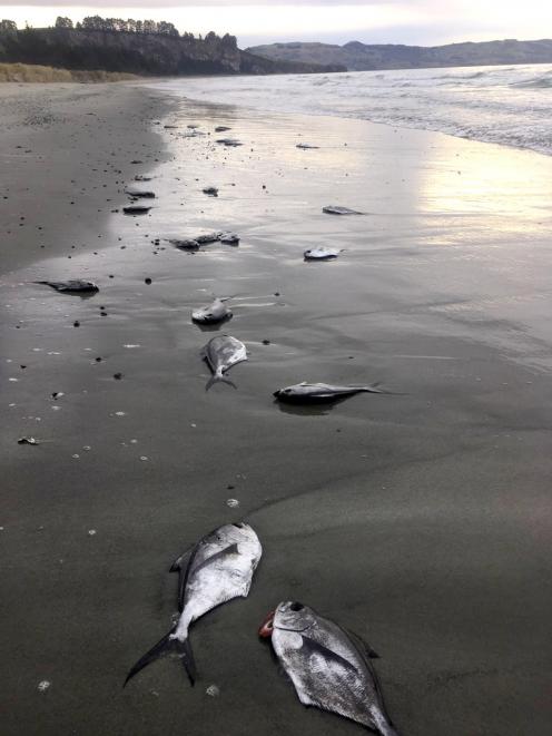 Dead juvenile Ray’s bream lie on Long Beach on Sunday. PHOTO: GARY ALLPRESS