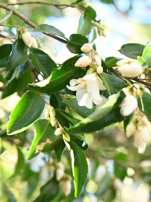 Camellia transnokoensis.  PHOTO: LINDA ROBERTSON