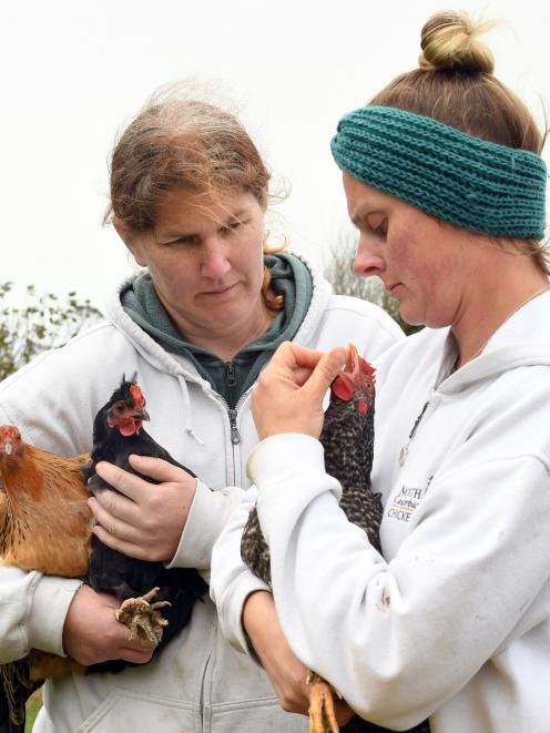 Canterbury Chicken Rescue volunteers were in Dunedin over the long weekend catching roadside...