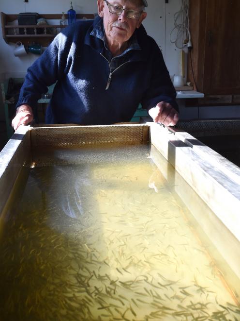 Dunedin Community Salmon Trust hatchery manager Roger Bartlett at the Sawyers Bay salmon hatchery...