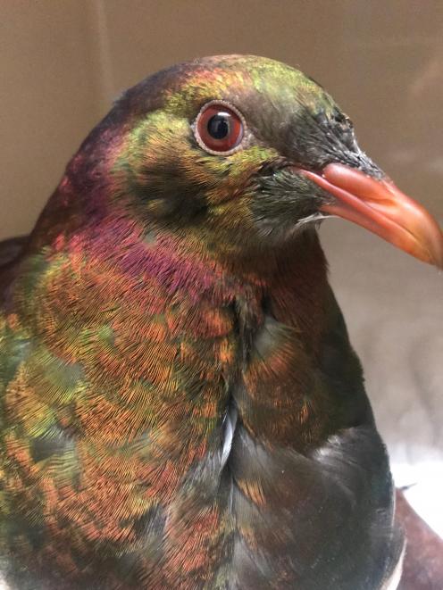 A late-season surge of kereru have become patients in the forest bird ward at Dunedin Wildlife...