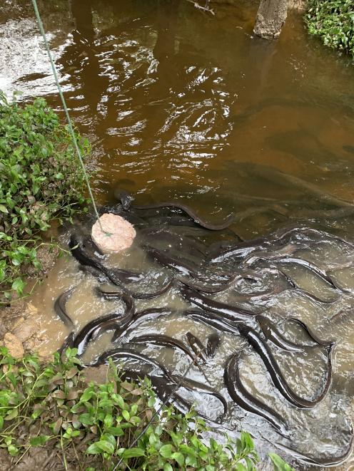 The remaining 22 Queen’s Park longfin eels have been given a clean bill of health. PHOTO: SUPPLIED