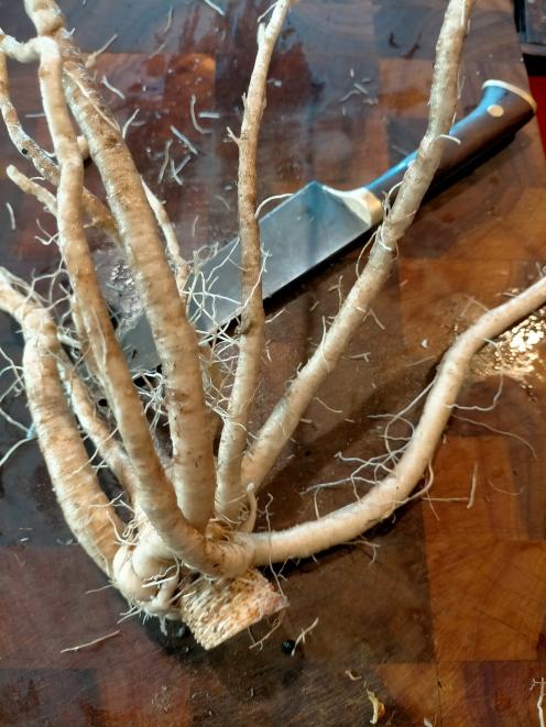 Chicory root.