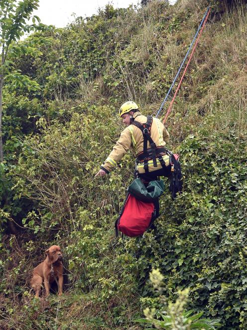 Senior Firefighter Scott Haines, of St Kilda station, reaches out to a dog stuck on a cliff face...