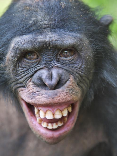 Smiles: the good, the bad and the funny | Otago Daily Times Online News