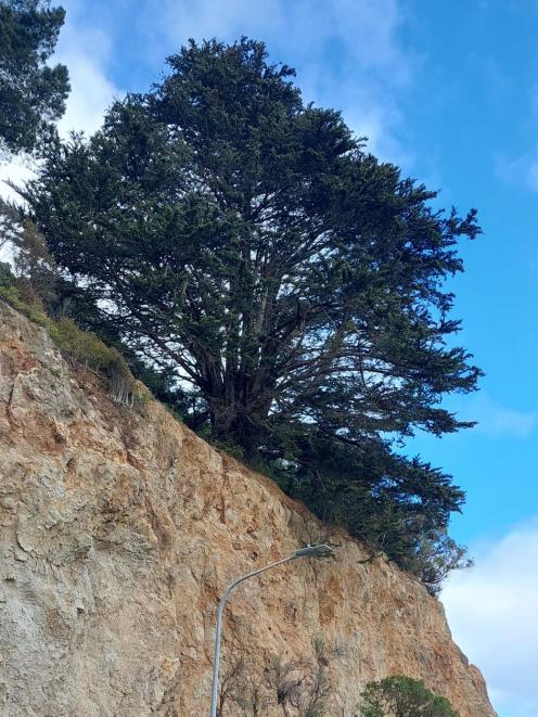 The closure is necessary for a very large macrocarpa tree at the top of the cliff to be removed...