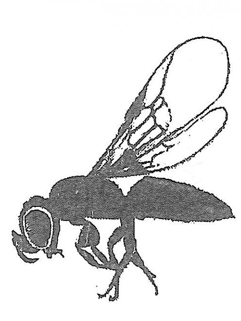 Euroglossina proctorypoides