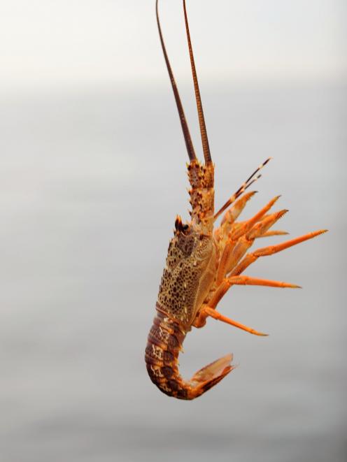 A small rock lobster is thrown back as the industry is now concerned marine heatwaves are...