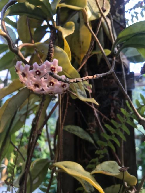 A flower on Lyn Tozer’s mature hoya in the greenhouse.