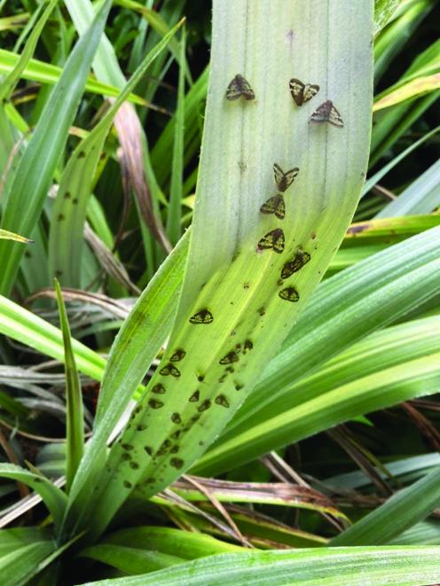 Passionvine hoppers have been in New Zealand for over a century but are out in far greater...