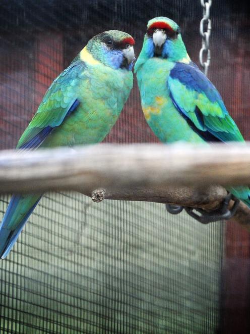 It is hoped the new mallee ringneck parrots at the Dunedin Botanic Garden aviary will produce...