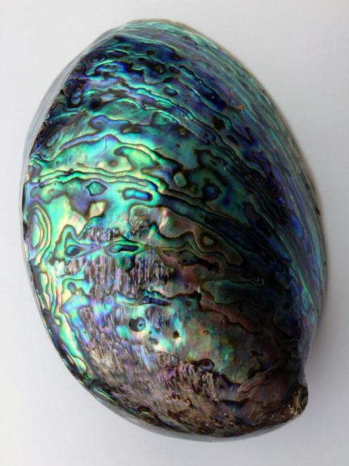 A paua shell harvested by a recreational fisher at Warrington.  PHOTO: SHAWN MCAVINUE