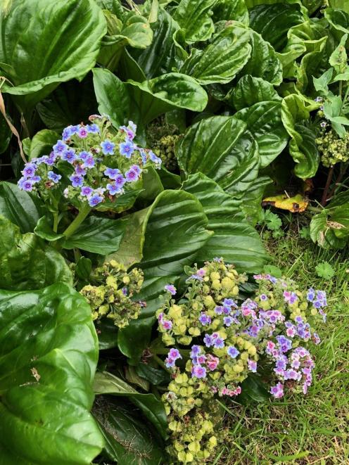 Chatham Island forget-me-not with huge leaves and big clusters of bright blue flowers is the...