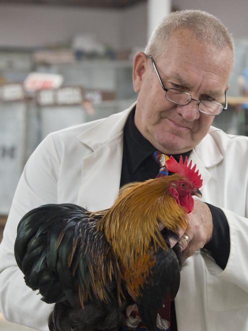 Australian judge Steven Cox inspects a Pekin hen at the Dunedin Pigeon, Poultry and Cage Bird...