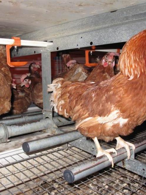 Hens in a colony system at Mainland Poultry. Photo by Mainland Poultry.