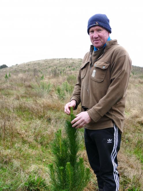 Evans Flat farmer Roger Cotton examines a young radiata pine planted last winter as part of...
