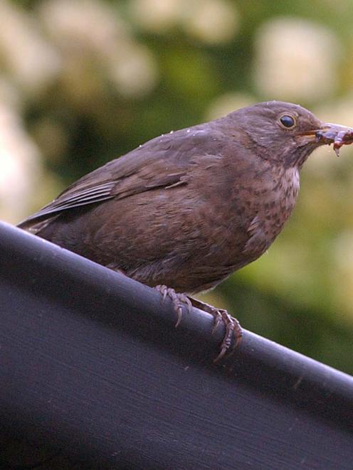 The blackbird is a frequent visitor. Photo by Craig Baxter