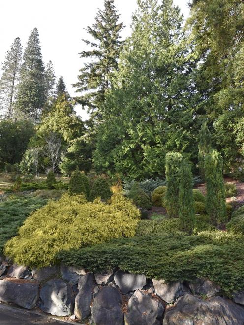 Conifers at the Dunedin Botanic Garden. PHOTO: GREGOR RICHARDSON