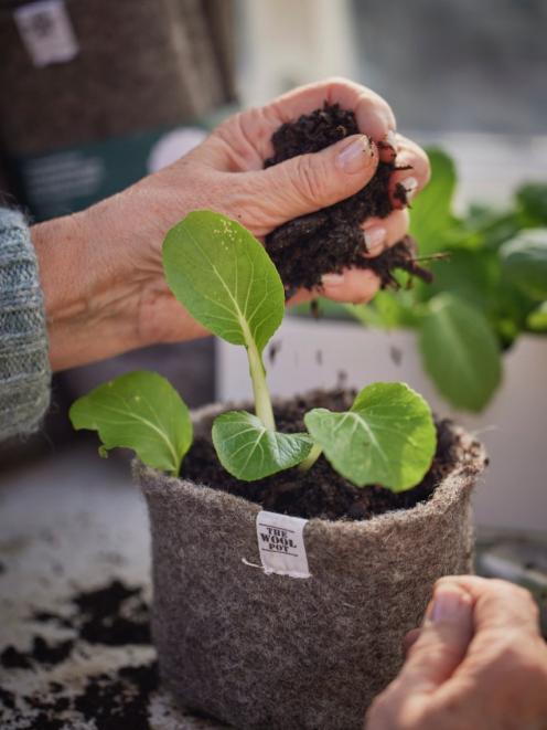 The Wool Pots which have been developed by Polly McGuckin and Nadia Lim to help reduce single-use...