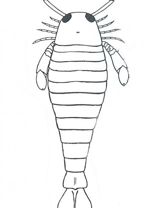 Eurypterids are now extinct. The 3m long creatures roamed the seas 505 million years ago.
