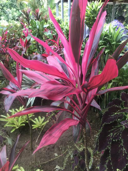 Hawaiian ti plant (Cordyline fruticosa). PHOTOS: GILLIAN VINE