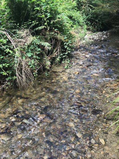 One of the waterways revealed as an important lower Clutha River catchment trout spawning ground,...