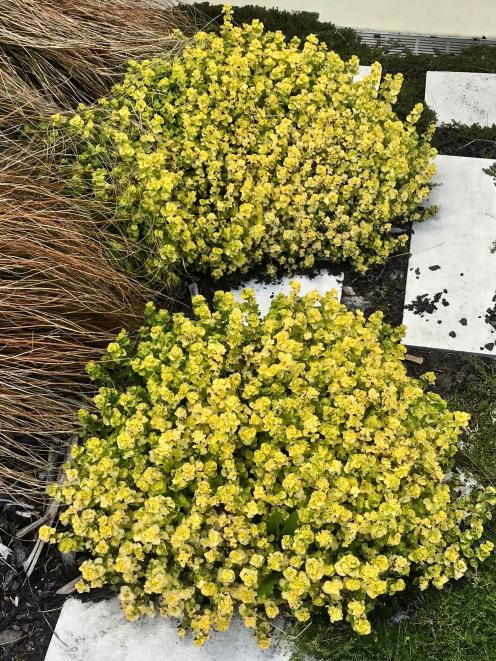 Golden oregano adds a decorative note to a flower bed.