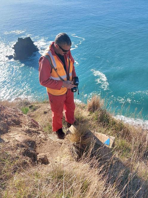 Predator Free Dunedin volunteer Kim Cameron checks a Doc200 stoat device at Heyward Point. PHOTO:...