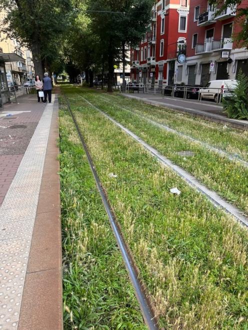 Grass grows beneath tram tracks in Milan. PHOTO: SARA WALTON