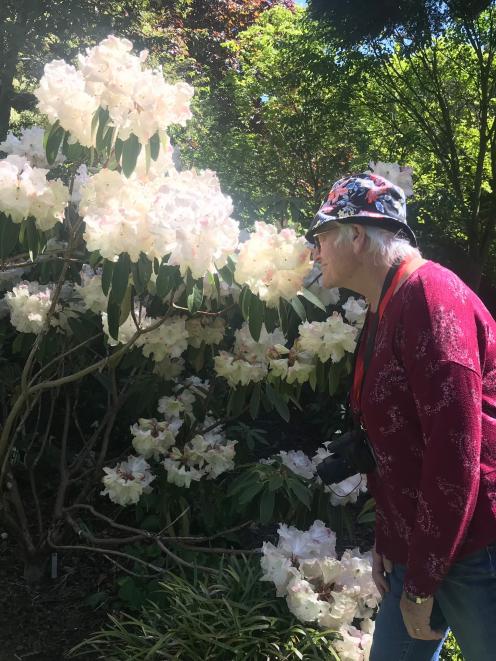 NZ Rhododendron Association president Sue Davies checks an ‘Ilam Cream’ shrub at Castlemaine.