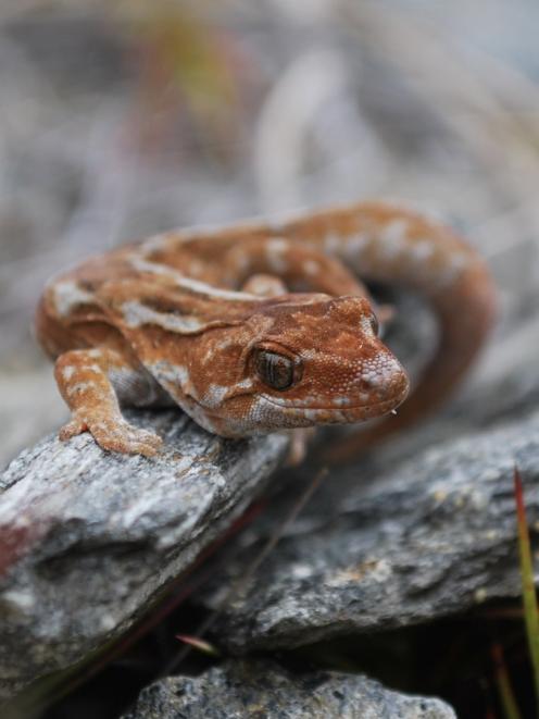 The alpine orange spotted gecko, which lives in the mountains near Wānaka and Queenstown. PHOTO:...